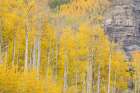 USA-Colorado-Uncompahgre National Forest Aspen trees in autumn colors Art Print